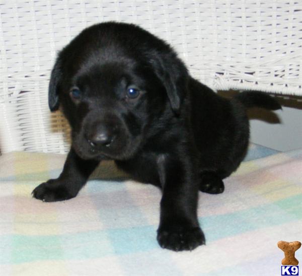 Labrador Retriever Puppies